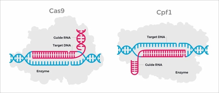 张锋创立的Editas公司,启动CRISPR-Cas12a基因编辑治疗&beta;地贫的临床试验